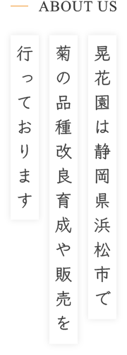 晃花園は静岡県浜松市で菊の品種改良育成や販売を行っております